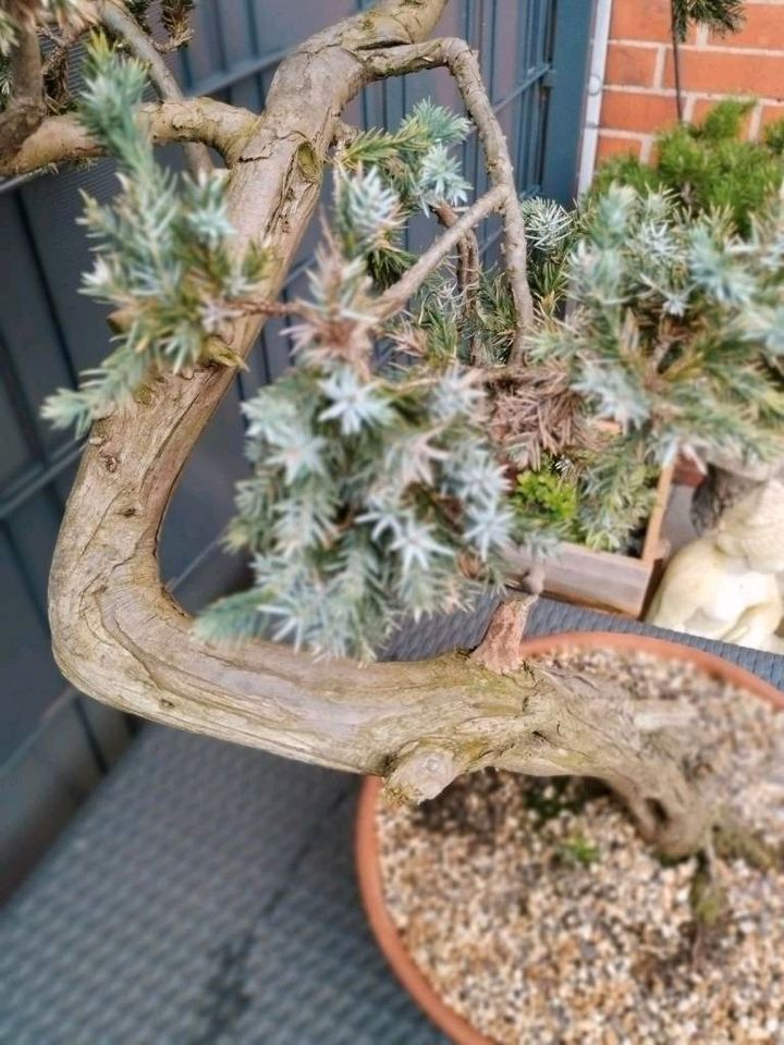 Bonsai Yamadori Gemeiner Wacholder Juniperus Communis in Marl