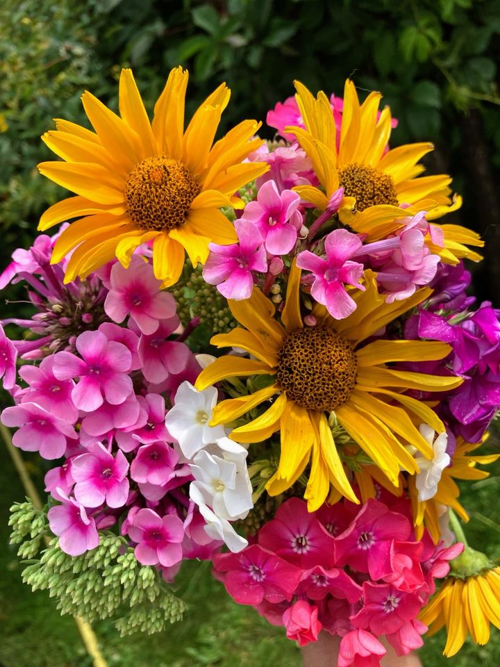 Winterharte Stauden zu verkaufen Phlox Sonnenauge Lenzrose in Alling