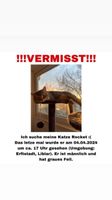 Katze suchen!!! ROCKET Nordrhein-Westfalen - Erftstadt Vorschau