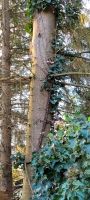 2 Bäume (ca, 50 cm Durchmesser/25 m hoch selbst fällen) Niedersachsen - Dassel Vorschau