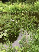 Wasseraloen/ Krebsscheren zu verschenken Bayern - Pegnitz Vorschau