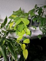 Epipremnum Aureum 'Neon' (Efeutute) 'Neon Pothos' Brandenburg - Brandenburg an der Havel Vorschau