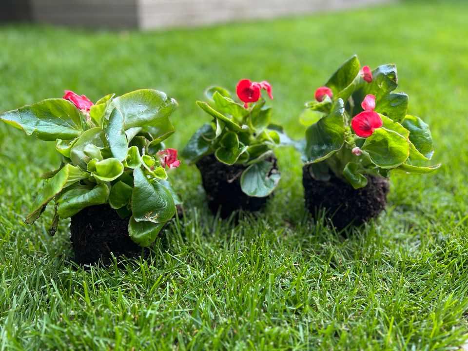 Tausche drei rote Eisbegonien Gartenpflanze Sommerblüher in Unna