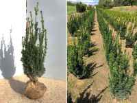 Taxus media 'Hillii' Eibe (Bechereibe) | Bayernhecke Bayern - Elsendorf Vorschau