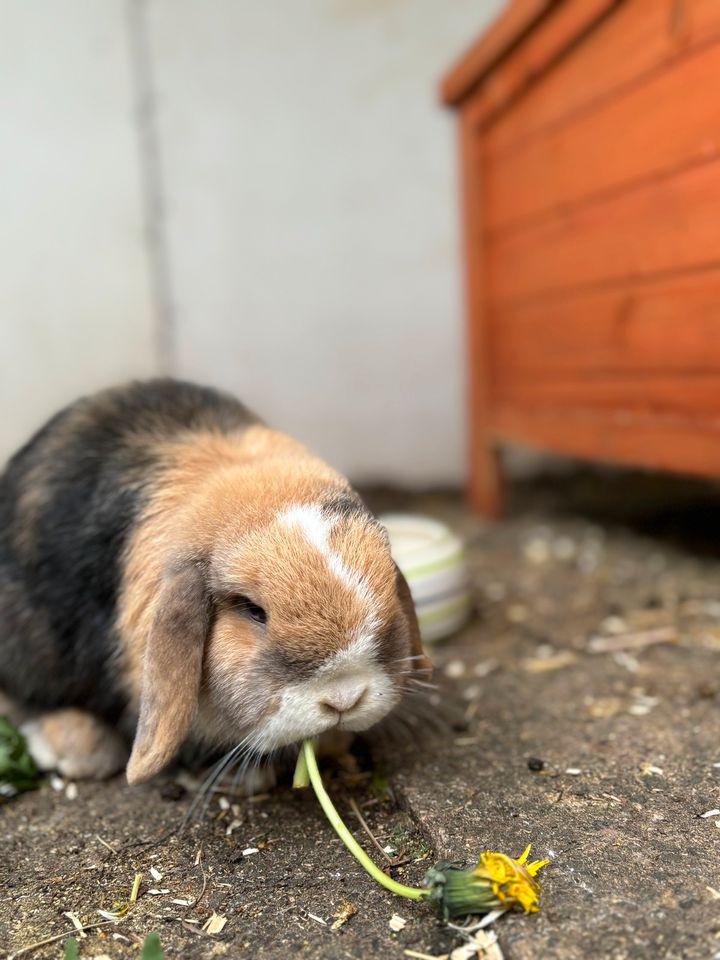 Junges, super liebes Minilop Pärchen sucht Traumzuhause in Twistetal