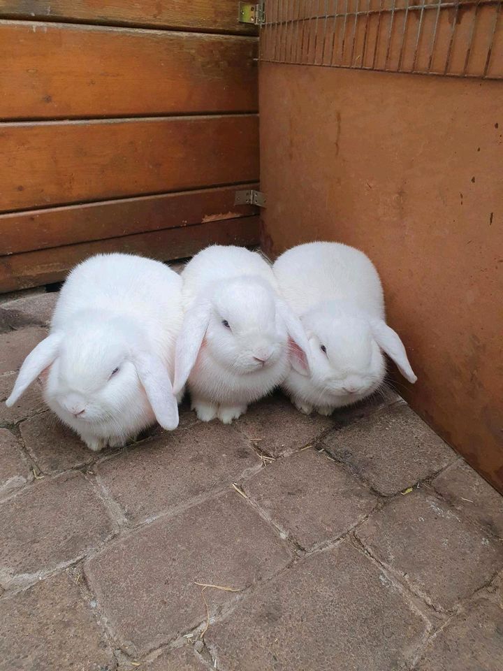 Kaninchen von privater pflegestelle geimpft Männchen und Weibchen in Obrigheim
