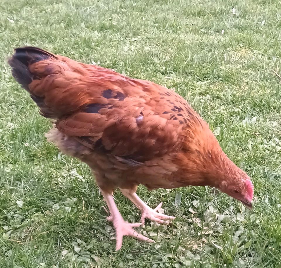 Junge Bio Legehennen - Marans Mix Legehennen mit langer Legedauer in Weilmünster