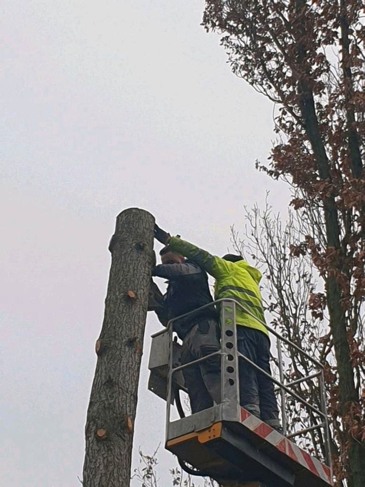 Baum fällen,schneiden, kürzen,baumschnitt in Wesseling