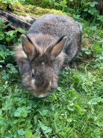Kaninchen Weibchen 10 Monate abzugeben Nordrhein-Westfalen - Sankt Augustin Vorschau