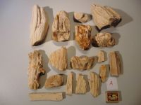 Versteinertes fossiles Holz, Steinholz; Mineralien, Aquarien  (A) Sachsen-Anhalt - Halle Vorschau