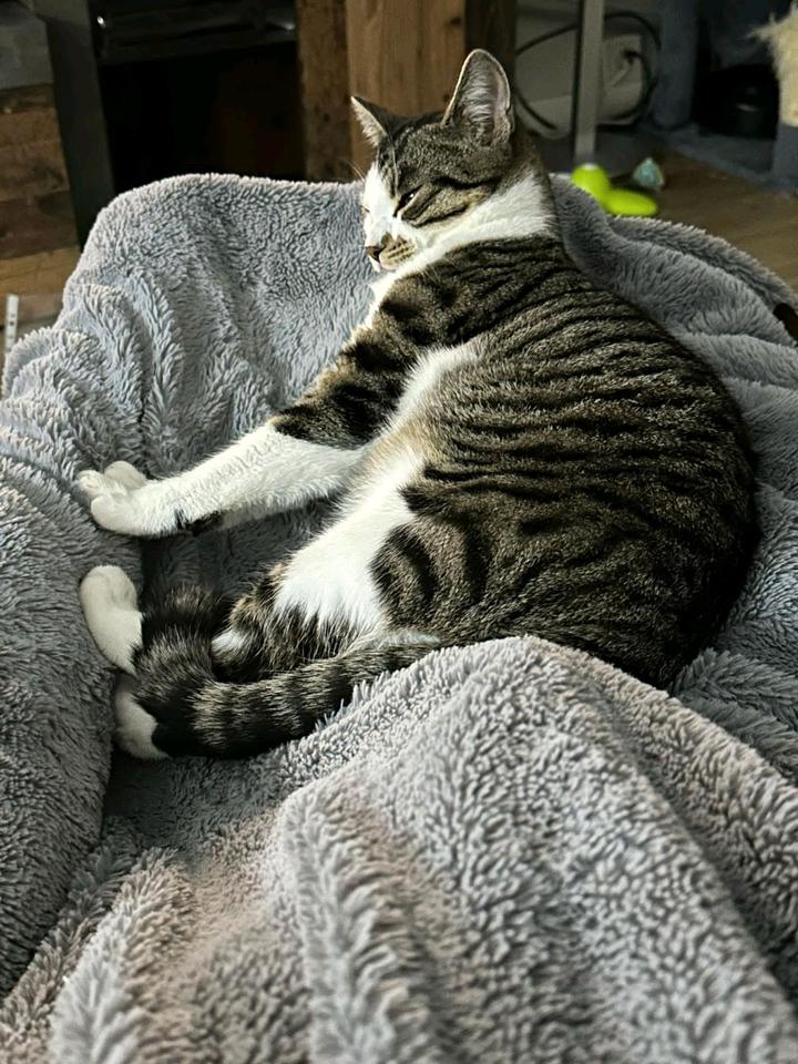 Kater,EKH,Tierschutz, kastriert ❤️ Tobi ❤️ in Herzberg/Elster