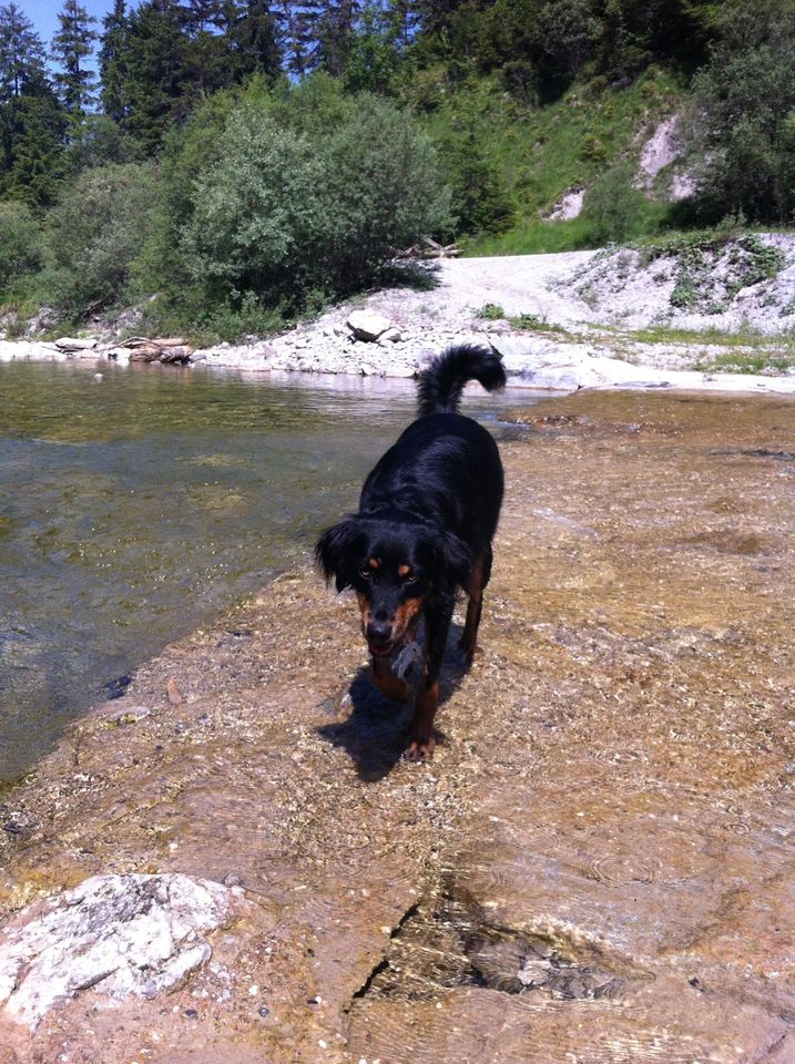 Hundebetreuung Urlaubsbetreuung für Hunde in Murnau am Staffelsee