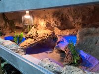 Terrarium Reptilien 160x60x60 Dortmund - Innenstadt-Ost Vorschau