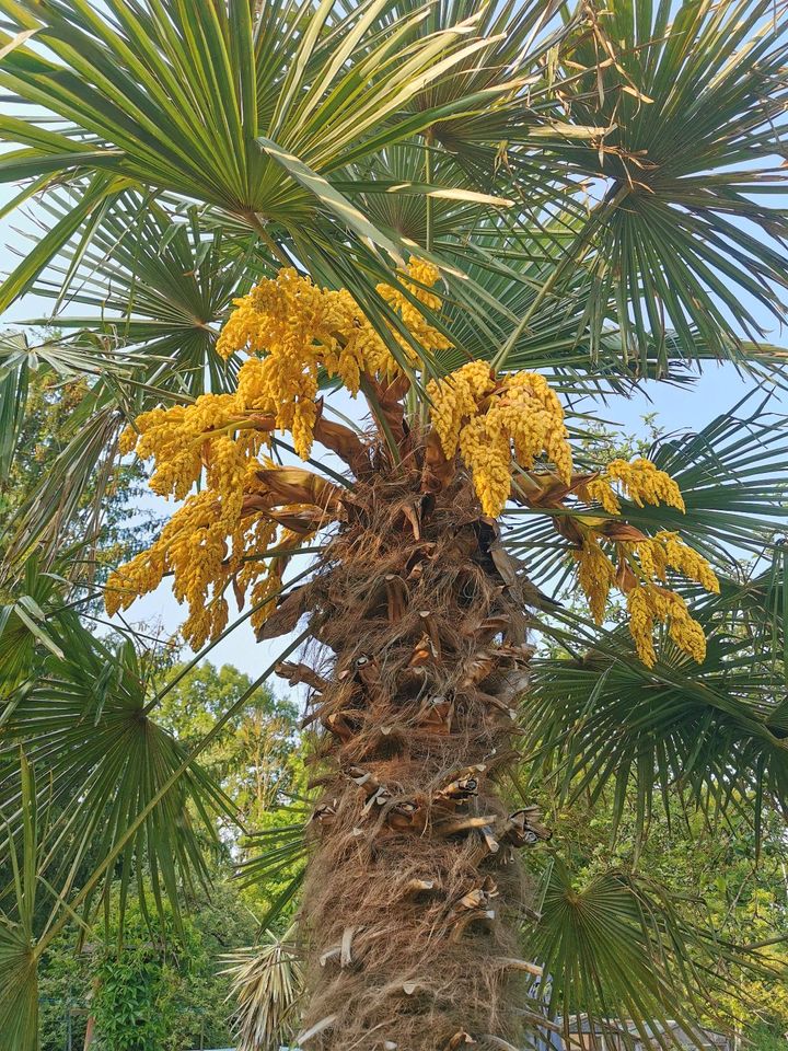 Trachycarpus Fortunei (Hanfpalme) in Zippelsförde