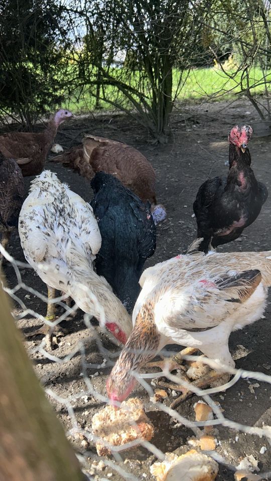 Kücken von diesen großen Hühnern zur Abgabe in Betzdorf
