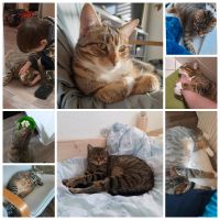 Zwei Schmusekatzen aus gesundheitlichen Gründen Sachsen-Anhalt - Magdeburg Vorschau