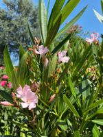 Oleander rosa/weiß Dortmund - Mitte Vorschau