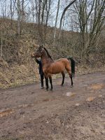 Araber hengst pferd Thüringen - Barchfeld Vorschau