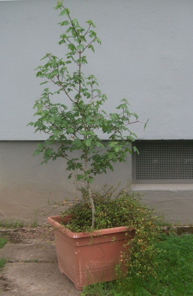 Feldahorn gezüchtet 1,5 Meter hoch im Rechteck-Pflanzkübel 45 cm in Sandhausen