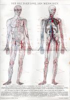 ANTIKE BILDTAFEL- LITHOGRAPHIE - ANATOMIE – BLUTGEFÄSSE Berlin - Mitte Vorschau