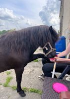 Reitcamp Reitlager Ferienlager Reitunterricht Güstrow - Landkreis - Bützow Vorschau