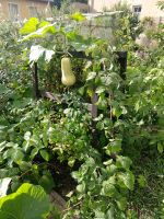 Bio leckere Himbeeren Beeren Selbstversorgung aus unserem Garten Brandenburg - Nuthe-Urstromtal Vorschau