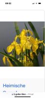 Gelbe Lilien groß wird ein Teppich in gelb Nordrhein-Westfalen - Ibbenbüren Vorschau