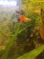 Platys Mickey Mouse & Calico blau glühlicht Nordrhein-Westfalen - Borken Vorschau