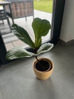 ❤️ Geigenfeige -Pflanze Ficus lyrata + Übertopf Sachsen - Pesterwitz Vorschau