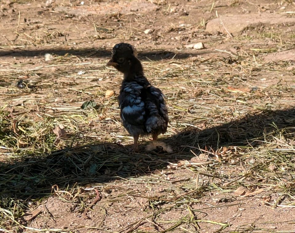 Paduaner Hühner Küken gesperbert in Bornstedt