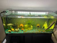 Aquarium komplettes set Nordrhein-Westfalen - Langenfeld Vorschau