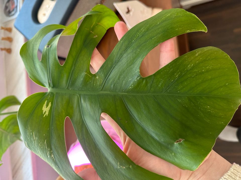 Monstera deliciosa variegata Ableger in Stuttgart