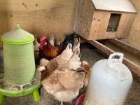 Sulmtaler Hühner Bruteier oder in 3 Wochen 1-Tags-Küken Bayern - Jetzendorf Vorschau