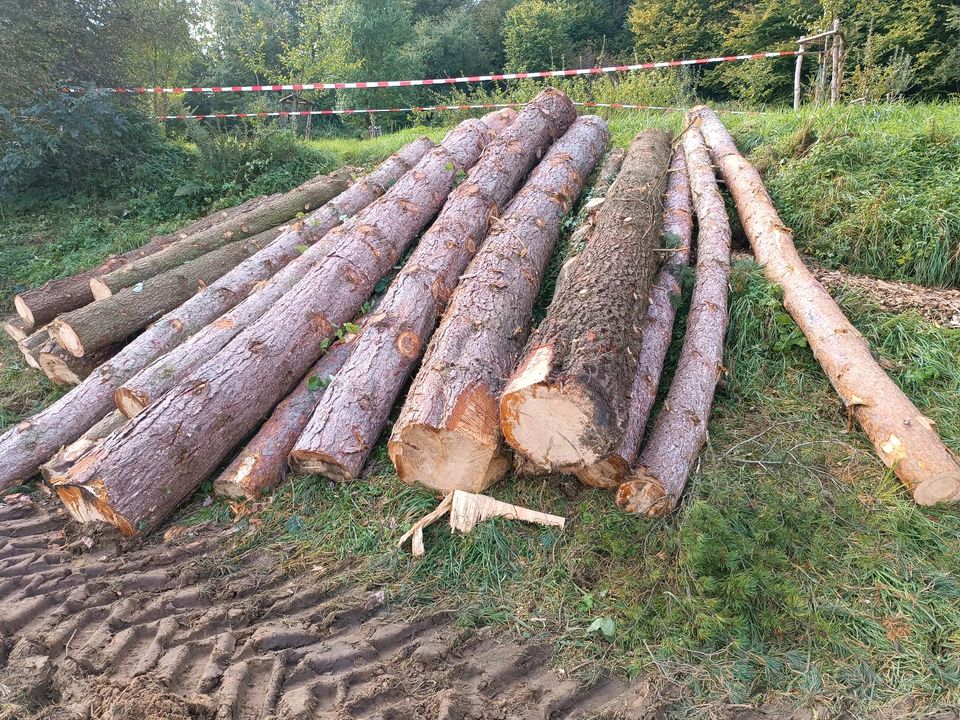 Kiefern und Lärche Stammholz zu verkaufen in Nieheim