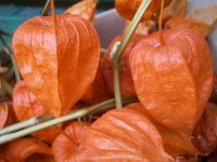 STAUDENSAMEN: LAMPION-BLUME LAMPIONBLUME (Physalis alkekengi) Sachsen-Anhalt - Lutherstadt Wittenberg Vorschau