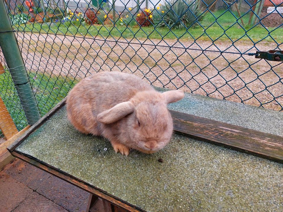 Kaninchen ‼️ Kastriert ‼️ in Birkenau