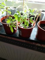 Tomatenjungpflanzen "schwarze Birne" Hessen - Antrifttal Vorschau