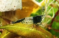 ⭐Neocaridina davidi Carbon Rili Garnelen / 1€*⭐ Rheinland-Pfalz - Minfeld Vorschau