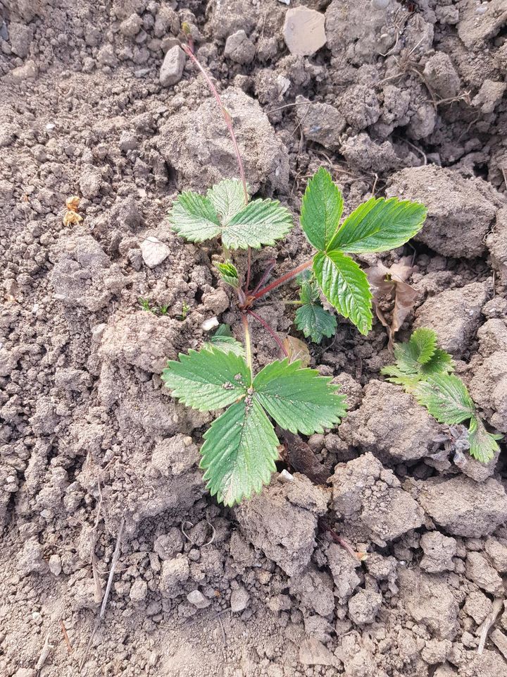 5 Erdbeerpflanzen / Walderdbeeren aus Bio Garten in Leipzig