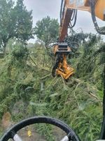 Baumfällung, Risikobaumfällung, Walddurchforstung, Baumhecke, Nordrhein-Westfalen - Kerken Vorschau