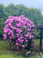 Rhododendron zum selbst ausgraben Nordrhein-Westfalen - Much Vorschau