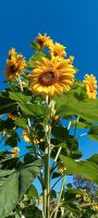 Riesen-Sonnenblumensamen Steven Derycke Premium USA Sorte!!! Bayern - Westheim Vorschau