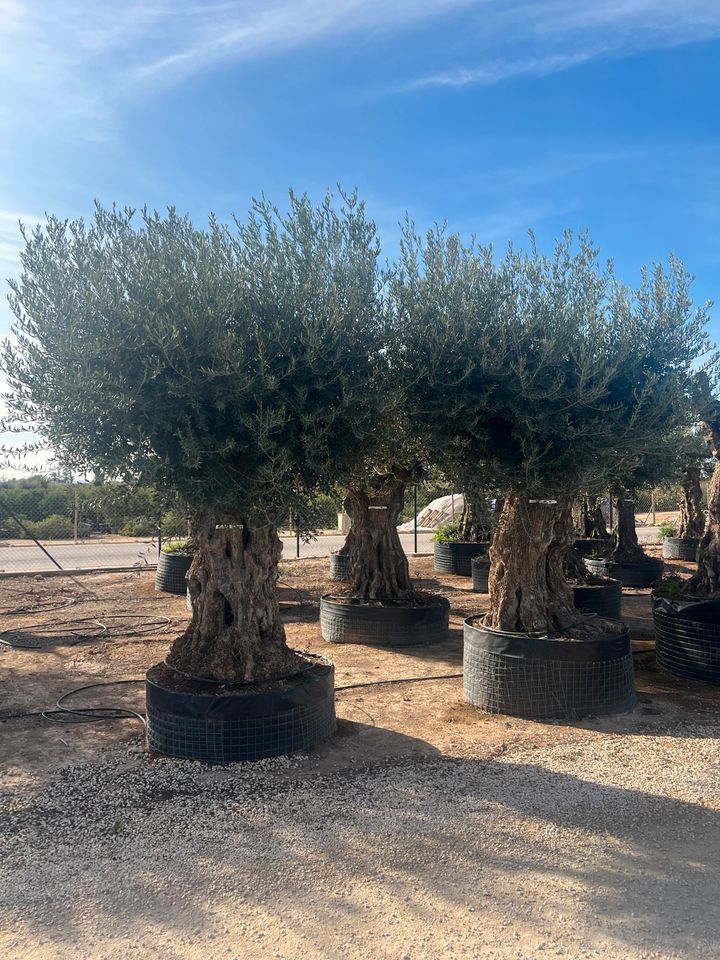 Olea europea winterhart Olivenbaum urig knorrig alt in Altlußheim
