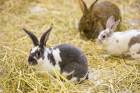 Kaninchenfutter 25 kg Niedersachsen - Rhauderfehn Vorschau