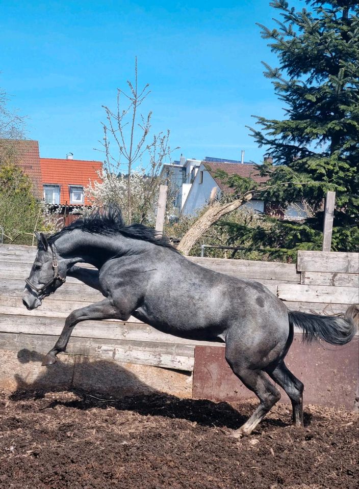 Sportpferd in Steinheim