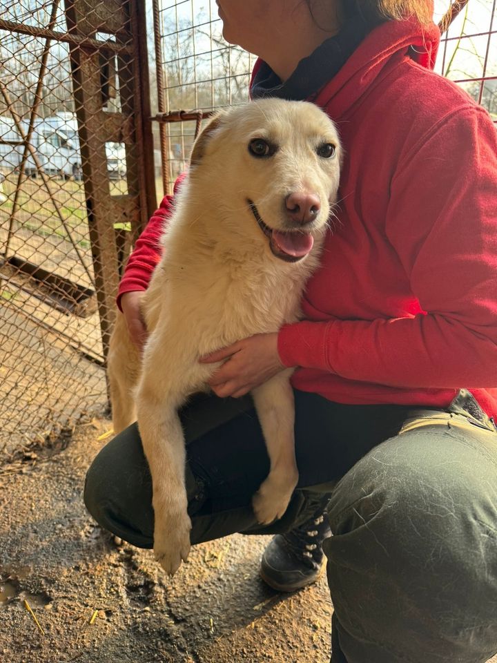 Traumhündin SUNNY ❤️ aus dem Tierschutz sucht ihre Familie in Hürth