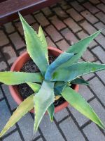 Agave zu verkaufen Sachsen - Oederan Vorschau