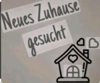 Haus zur Miete gesucht ♡ Brandenburg - Fürstenwalde (Spree) Vorschau
