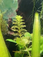 Blütenstielloser Sumpffreund (Limnophila sessiliflora) Niedersachsen - Burgdorf Vorschau