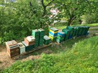 Bienen auf Zander und Dadant blatt rämchen. Baden-Württemberg - Bad Mergentheim Vorschau